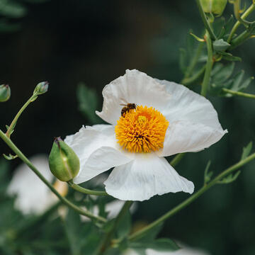 Closeup picture of flower