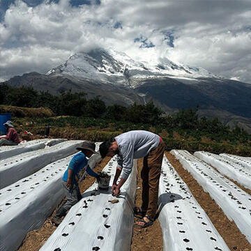 Kai Thompson and his host brother Fidel plant strawberries on the family farm, with Nevado Huascarán looming in the background.