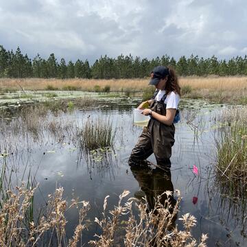 Allison Bogisich wades through the bayou